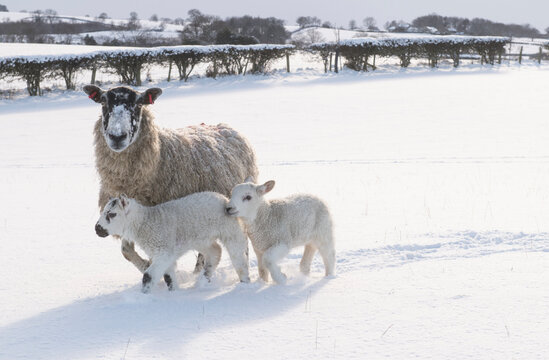 sheep and lambs in snow