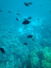 The underwater world of the sea with corals and schools of fish. High quality photo