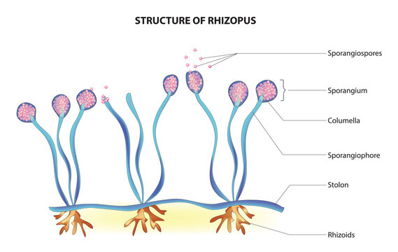 Biological anatomy of Rhizopus (Rhizopus fungus structure) Stock Vector |  Adobe Stock