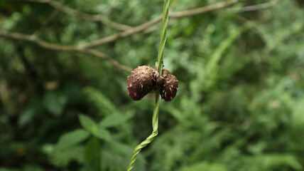 Two aerial tubers of a Purple Yam vine