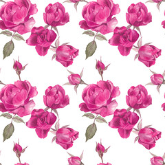 Floral seamless pattern with the purple roses painted in watercolor, on white isolate background. Elegant classical design for fabric, wrapping paper, wallpapers, stationery.