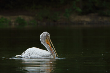 The Dalmatian pelican (Pelecanus crispus) in the water bathing. Happy pelican.