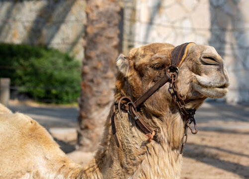 Camel resting on the beach. Camel with bridles stands in the desert. Head of dromedary domesticated riding camel tied up with chain on the face. Background of happy camel. Summertime outdoors