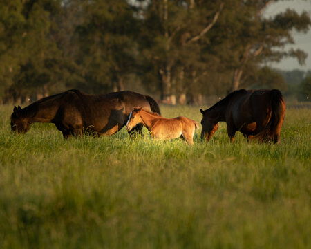 yeguas y potrillos