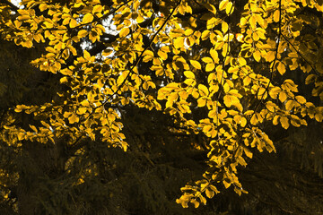 Yellow autumn leaves of a beech tree (Fagus sylvatica) light up in the sunlight
