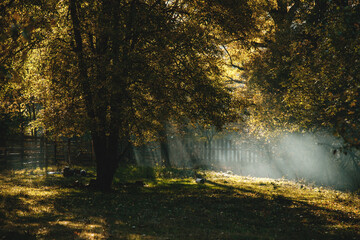 Autumn landscape in early morning in fog and sunshine. Morning haze in autumn forest. concept is autumn