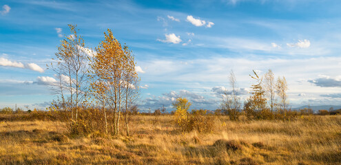 Fototapeta premium Beautiful trees in autumn tones on a background of blue sky. Magic golden autumn. Panoramic view.