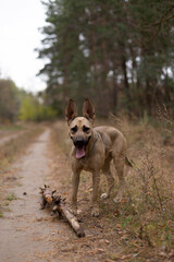 The dog plays with a stick in the forest.