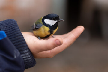 The child holds a titmouse in his hands.