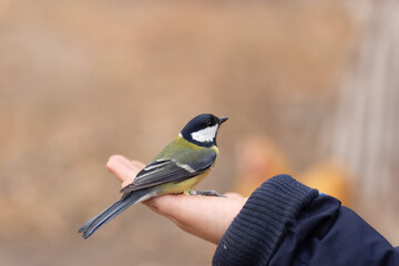 The child holds a titmouse in his hands.