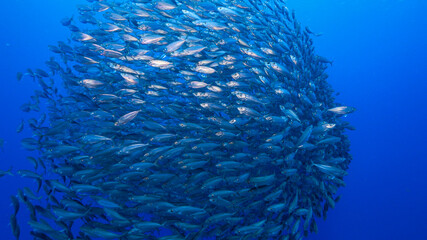 Seascape with Bait Ball, School of Fish in the coral reef of the Caribbean Sea, Curacao