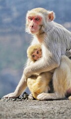 Naklejka na ściany i meble japanese macaque with baby