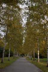 Naklejka premium autumn in the city