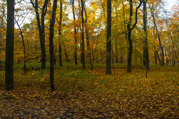 Obraz premium jesień