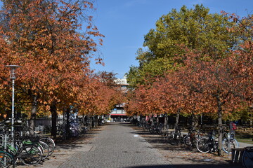 Naklejka premium autumn in the city