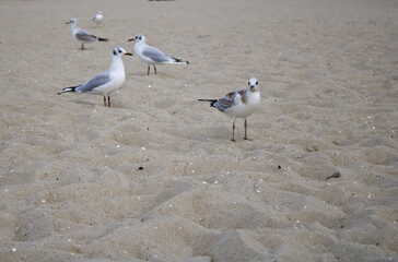 seagull on the beach