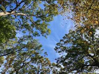 Obraz premium autumn leaves against blue sky