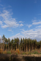 Pine trees against the blue sky.