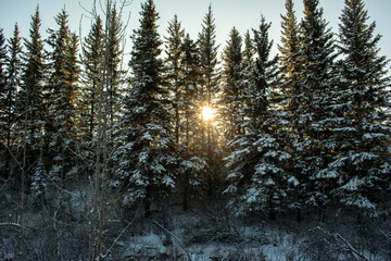 sunset in the forest