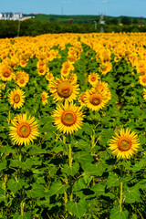 Sunflower Field. Beautiful sunflower with blue sky background.