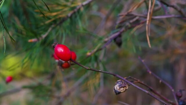 Soft focus Red berry on a coniferous tree branch. Pine berry