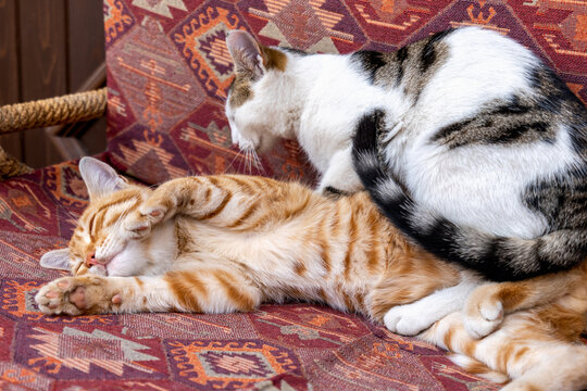cats cuddling on cushion chair in Turkey. Turkish street cat cuddling and sleeping comfortably.