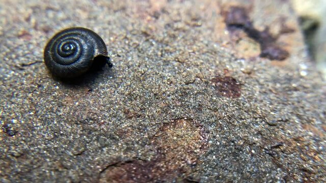 Snail dragging its shell - time lapse