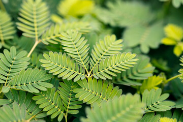 Mimosa pudica leaves. The leaves fold inward and droop when touched or shaken. It's also called...