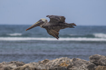 pelican on the beach