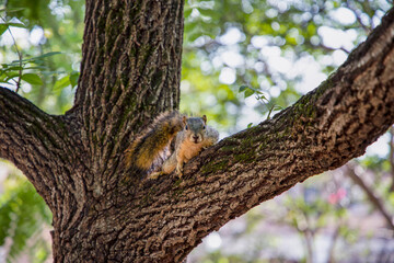 squirrel on tree