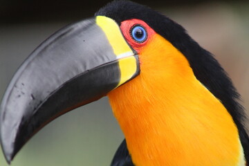 toucan