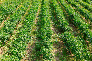 Fototapeta na wymiar Wide shot of green chili pepper plantation