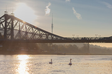 Schwäne schwimmen Richtung Sonnenaufgang am blauen Wunder mit Dresdner Fernsehturm im Hintergrund