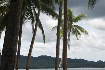 beach with trees on blue sky