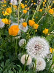 spring flowers close-up