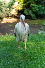 The Republic of Crimea. the city of Belogorsk. July 17, 2021. A white stork in the aviary of the Taigan Lion Park.