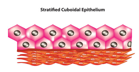 Biological structure stratified cuboidal epithelium tissue 