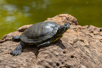 Tropical freshwater turtle resting on the rock beside the lake.