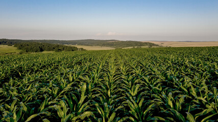 Fototapeta na wymiar Corn field with young plants on fertile soil on sunset