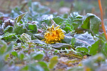 belated yellow dandelion flower covered with frost