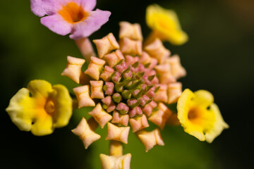 yellow flowers in the nature
