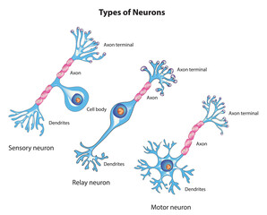Types of neurons (Biological illustration of neurons)  