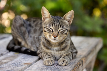 beautiful tabby cute cat portrait
