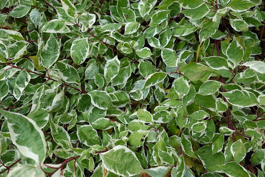 Variegated Tartarian Dogwood is a large shrub with beautiful variegated foliage. It can be pruned to become a small tree