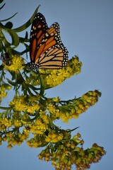Monarch butterfly on a flower