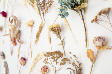 background is a composition of dried plant samples. Dried flowers on the white wall of interior....