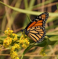 Monarch butterfly