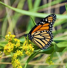 Monarch butterfly on a flower