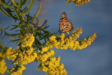 Monarch butterfly on a flower © Jeff N.