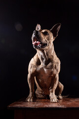 brindle pitbul dog sitting with tongue out, isolated black background. muscular and defined pitbull dog